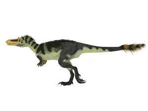 Altai: Alioramus dinosaur walking, side view on white background