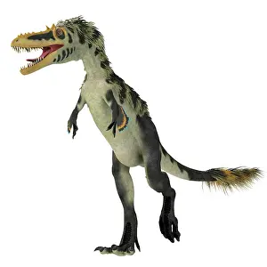 Menacing: Alioramus dinosaur on white background