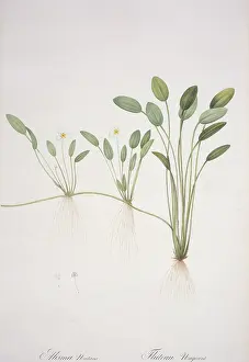 Plantain: Alisma natans