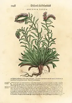Mattioli: Alkanet, Anchusa species