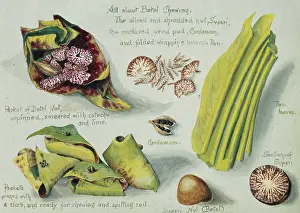 Chimp: All about Betel chewing