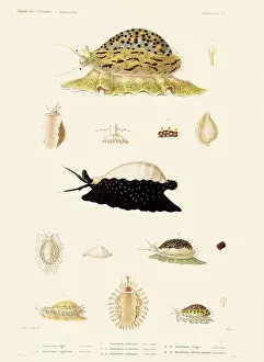 Kinds: All Kinds of Sea Snails