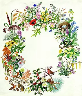 Convolvulus: All Seasons - cornflower, thistle, convolvulus