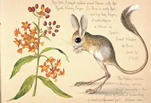 Tufted: Allactaga euphratica, Euphrates jerboa