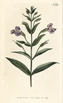 Allegheny: Allegheny monkeyflower, Mimulus ringens