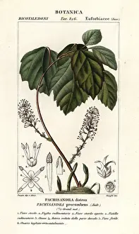 Allegheny: Allegheny spurge, Pachysandra procumbens