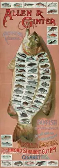 Promotions: Allen & Ginter, Richmond, Virginia. 50 fish from American wa