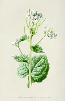 Garlic: ALLIARIA OFFICINALIS