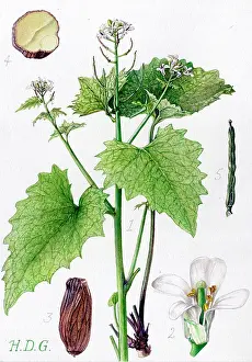 Officinalis: Alliaria officinalis