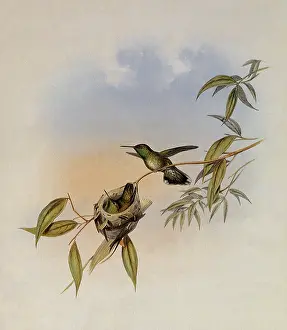 Emerald: Allied Emerald, Thaumatias Affinis