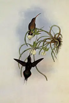 Phaethornis: Allied Hermit, PhaEothornis Fraterculus