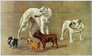 Maud: The Allies - five breeds of dog, by Maud Earl