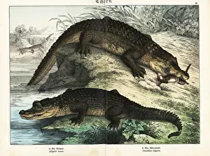 Herpetology: Alligator and crocodile