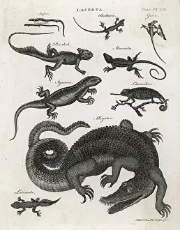 Alligators: ALLIGATOR (ENC. BRIT.)
