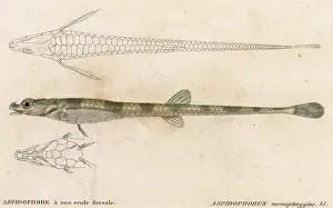 Alligator: ALLIGATOR FISH