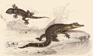 Alligator: An Alligator and a Gecko