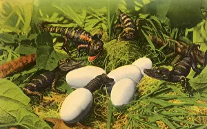 Alligator: Alligator Hatchlings