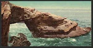 Alligator: Alligator Head, La Jolla