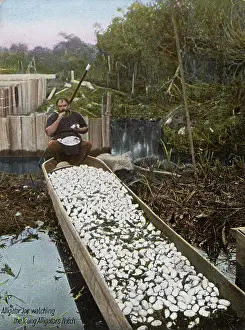 Alligators: Alligator Joe watching young Alligators hatch from their egg