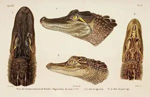 Alligator: Alligator mississippiensis, alligator