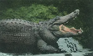 Alligator: Alligator with Open Jaws