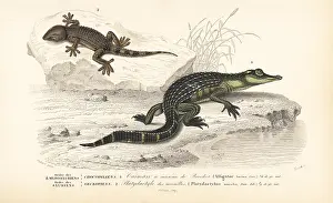 Oudart: Alligator and wall gecko