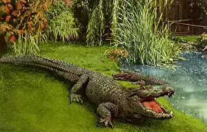 Alligators: Alligators