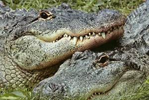 Alligators: Two Alligators Alligator Mississippiensis Looking