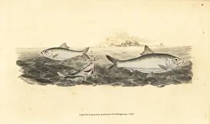 Whitebait: Allis shad, Alosa alosa