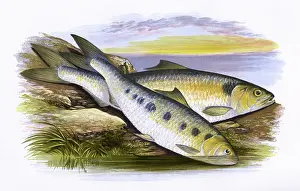 Shad: Allis Shad and Twaite Shad