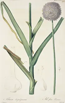 Garlic: Allium ampeloprasum, broadleaf wild leek