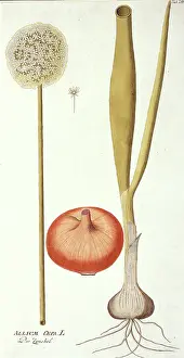 Flavour: Allium cepa, onion