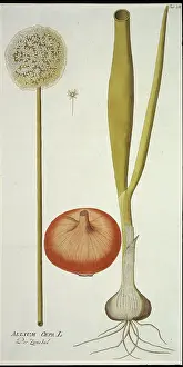 Allium: Allium cepa, onion