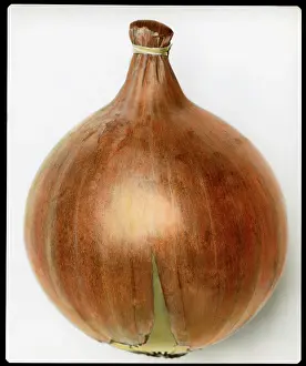 Onion: Allium Cepa (Onion) Ailsa Craig
