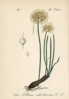 Allium: Allium ericetorum