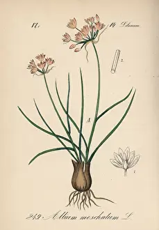 Allium: Allium moschatum