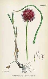 Garlic: ALLIUM-ROUND HEAD GARLIC