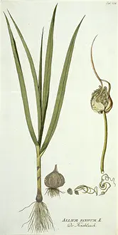 Flavour: Allium sativum, garlic