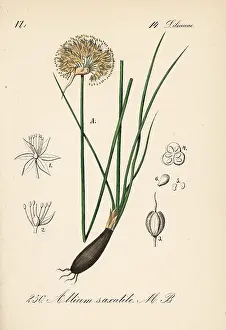 Allium: Allium saxatile