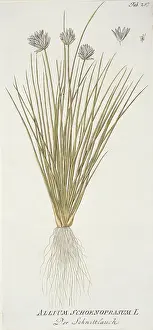 Allium: Allium schoenoprasum, chive
