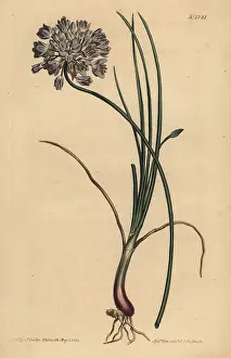 Allium: Allium stellerianum