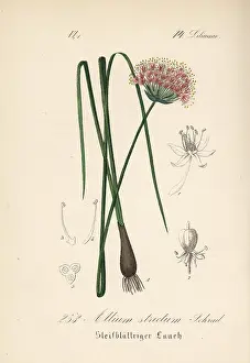 Allium: Allium strictum