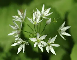 Vickery: Allium ursinum, wild garlic