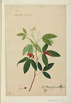 Eudicot: Allophylus racemosus