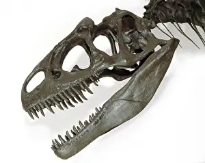 Allosaur: Allosaurus