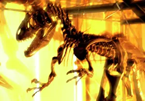 Allosaur: Allosaurus