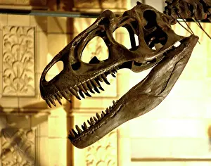 Allosaur: Allosaurus