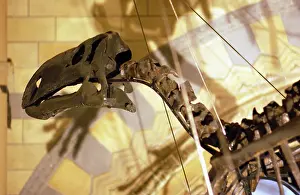 Allosaur: Allosaurus