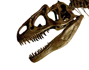Allosaur: Allosaurus cranium
