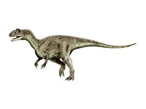 Allosaurid: Allosaurus dinosaur